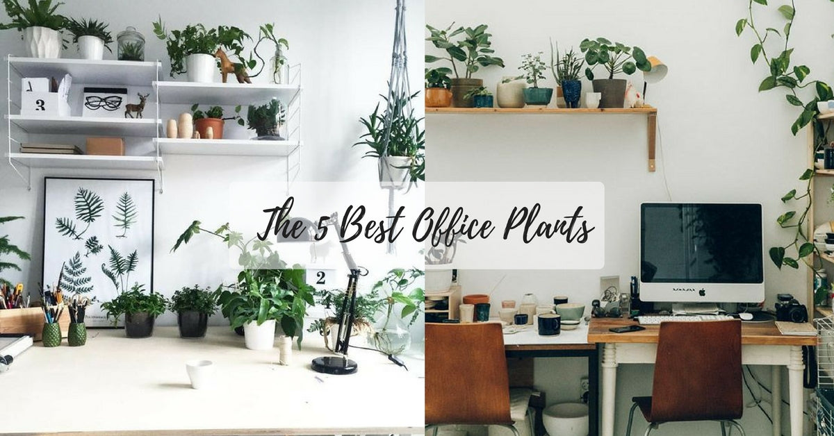 5種好看又易打理的辦公室盆栽